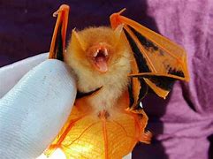 Image result for Bat Phohe