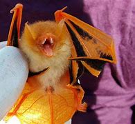 Image result for Painted Bat