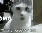 Image result for Congratulations Cat Meme