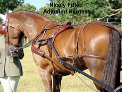 Image result for Draft Horse Harness