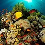 Image result for Underwater Coral Reef Desktop