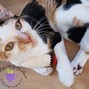 Image result for Crochet Cat Toys