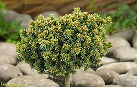 Image result for Picea abies Ami