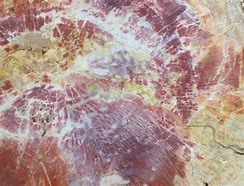 Image result for Pink Petrified Wood