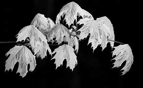 Image result for Maple Leaf Black and White Photography