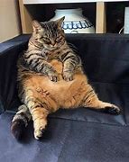Image result for Lying Down Cat On Sofa Meme