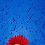 Image result for Red White and Blue Flower iPhone Wallpaper