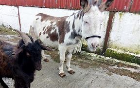 Image result for Donkey Goat Meandering