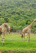 Image result for Zoo in India