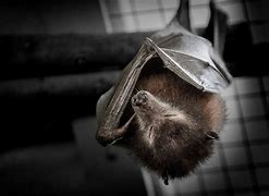 Image result for Spotted Bat Sleeping