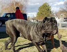 Image result for Largest World Biggest Dog
