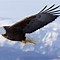 Image result for Bald Eagle Flying Jpg