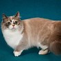 Image result for Obese Munchkin Cat