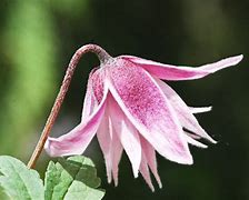 Image result for CLEMATIS PINK FLAMINGO