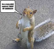 Image result for Angry Squirrel Meme