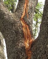 Image result for Lightning Strike Tree Damage