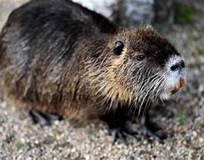 Image result for Common Rodents