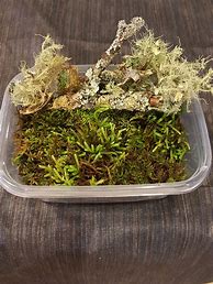 Image result for Sheet Moss Bioactive