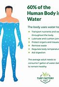 Image result for Importance Water Human Body