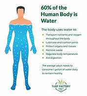 Image result for Importance Water Human Body