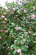 Image result for Debutante Pink Camellia Japonica