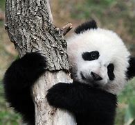 Image result for Baby Panda Bear