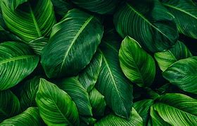 Image result for 3D Leaves Wallpaper