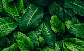 Image result for Green Plant Leaves Wallpaper