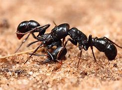 Image result for ant�fago