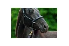 Image result for Russian Horse Breeds