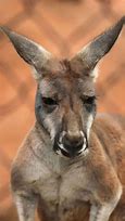 Image result for Red Kangaroo Habitat Zoo