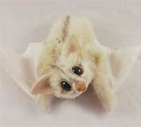 Image result for Realistic Bat Toy