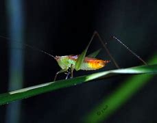 Image result for Night Cricket Bug