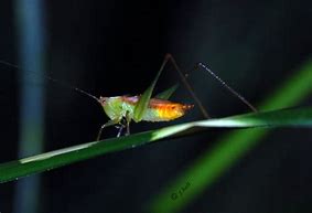 Image result for Night Cricket Bug