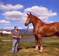 Image result for World's Biggest Horse