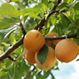Image result for Prunus domestica Sainte Catherine