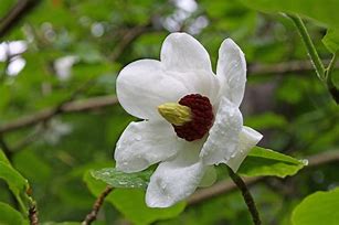 Image result for Magnolia sieboldii