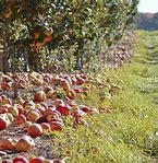 Image result for Kuner's Apple-Picking