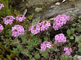 Image result for Androsace sarmentosa watkinsii