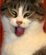 Image result for Haha Cat