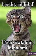Image result for Derpy Cat Memes