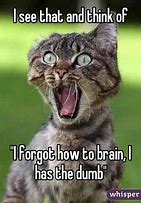 Image result for Tater Tot Cat Rescue Cat Memes