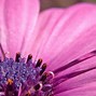 Image result for Flower iPhone 6s Wallpaper