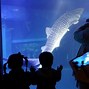 Image result for Osaka Aquarium Merchandise