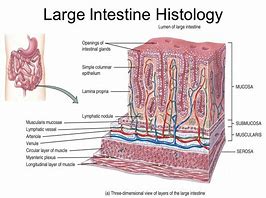 Image result for Large Intestine Slide