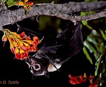 Image result for Flying Fox Bat