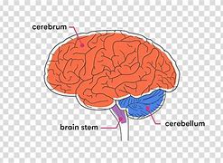 Image result for Brain Cerebellum
