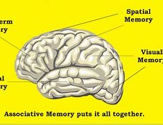 Image result for Short-Term Memory Diagram