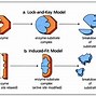 Image result for Enzyme Function Diagram