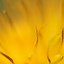 Image result for iphone xr yellow wallpapers